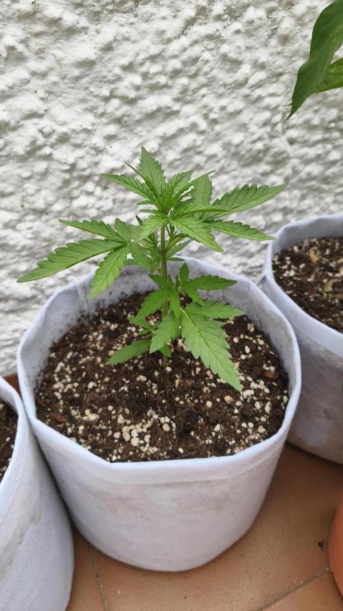 Creamzilla Auto. Week 3