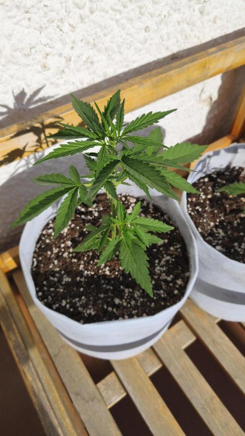 Creamzilla Auto. Week 3