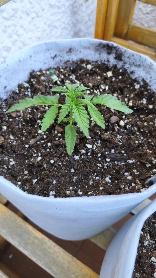 Medikit CBD Auto. Week 3