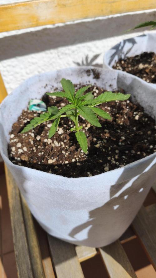Medikit CBD Auto. Week 3