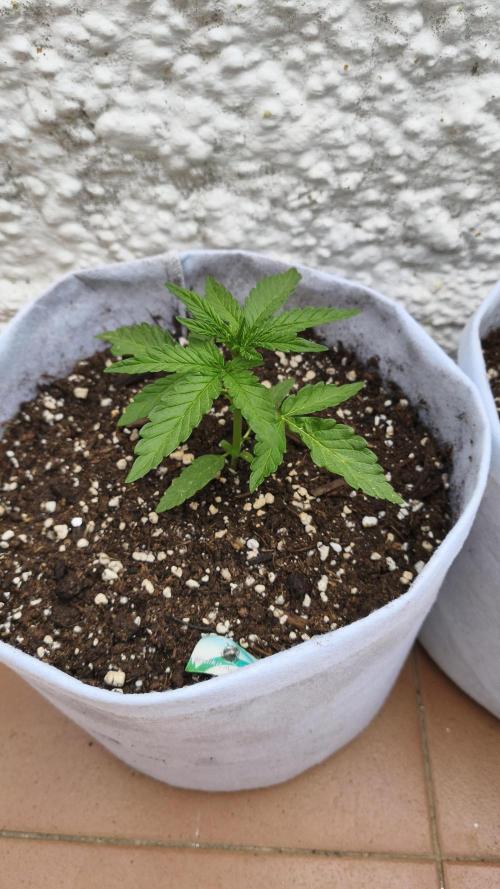 Medikit CBD Auto. Week 3