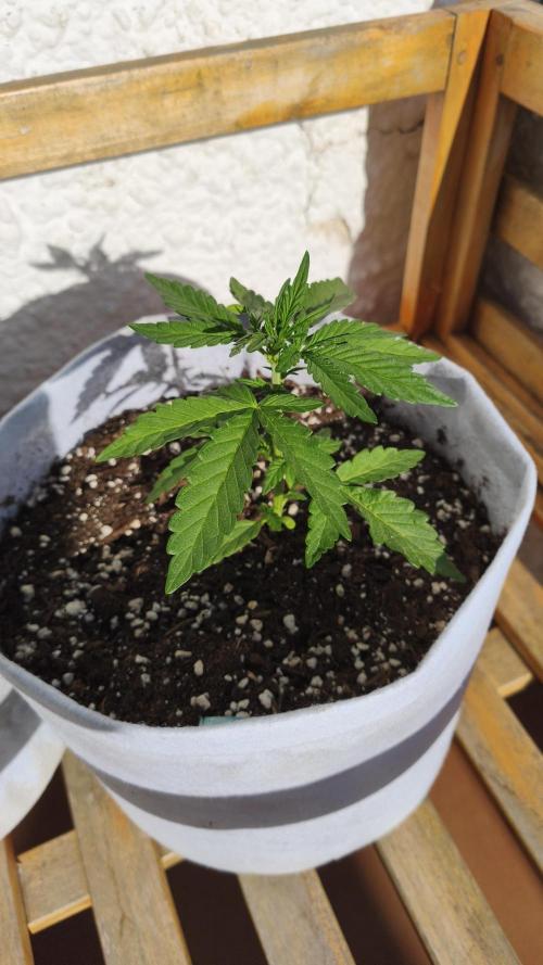 Medikit Auto . Week 3