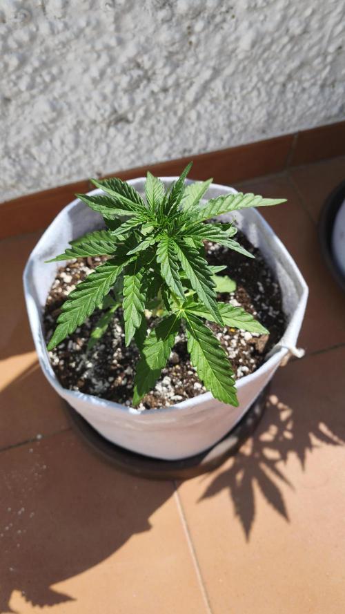 Medikit CBD Auto. Week 4