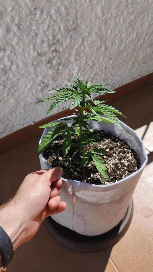 Medikit CBD Auto. Week 4