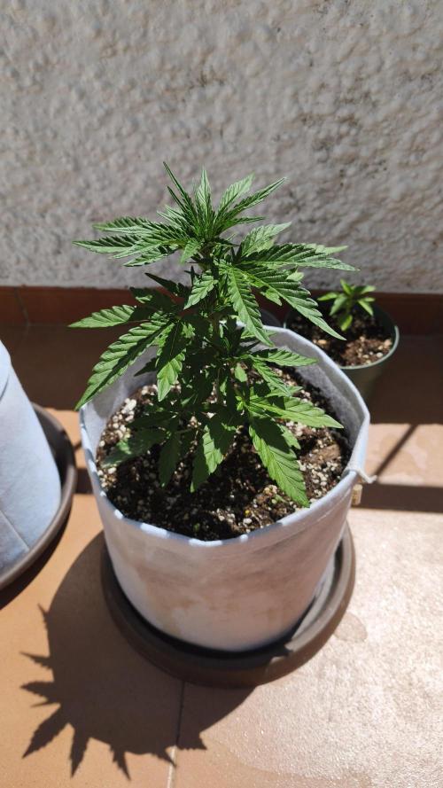 Medikit CBD Auto. Week 4