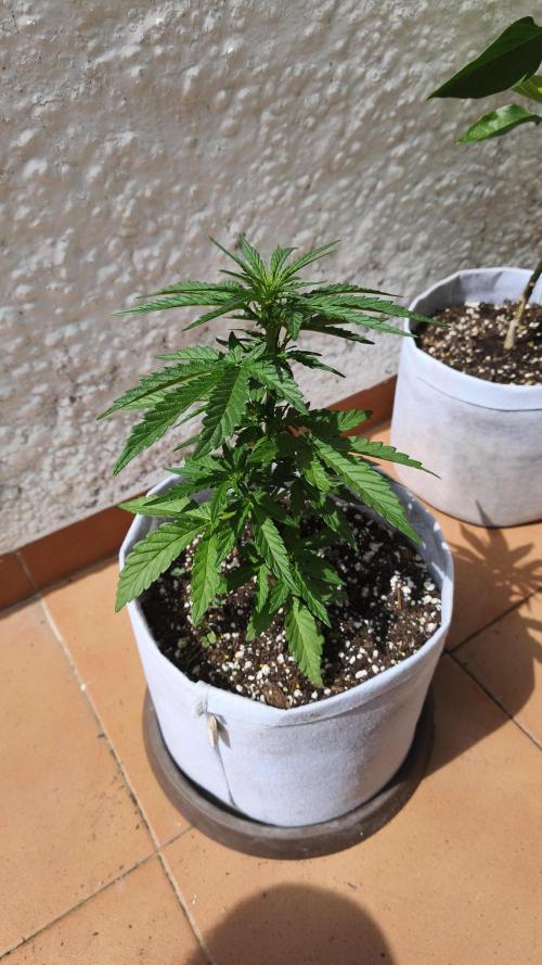 Medikit CBD Auto. Week 4