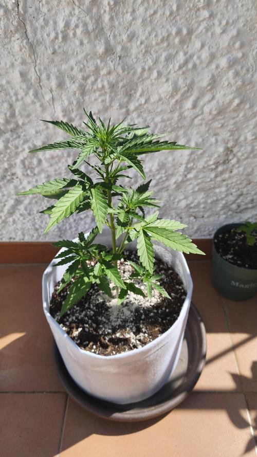 Creamzilla Auto. Week 4