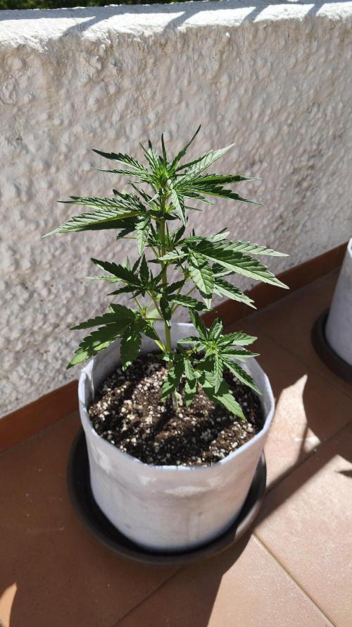 Creamzilla Auto. Week 4