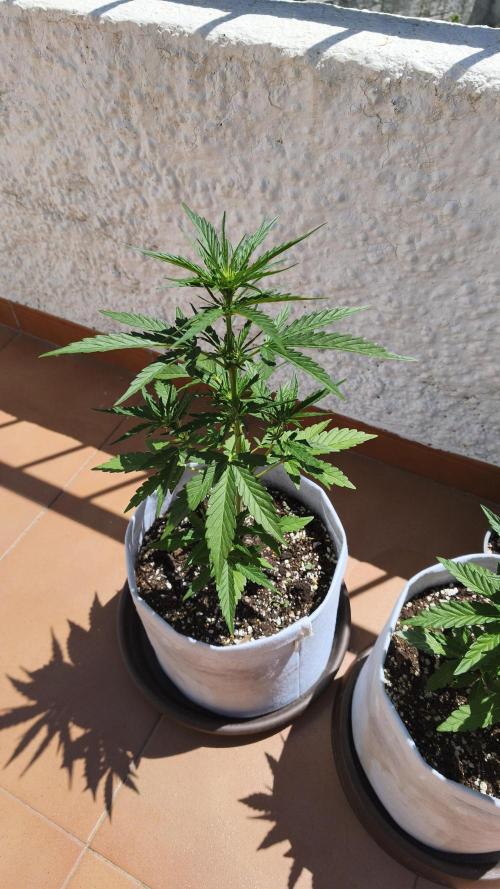 Creamzilla Auto. Week 4