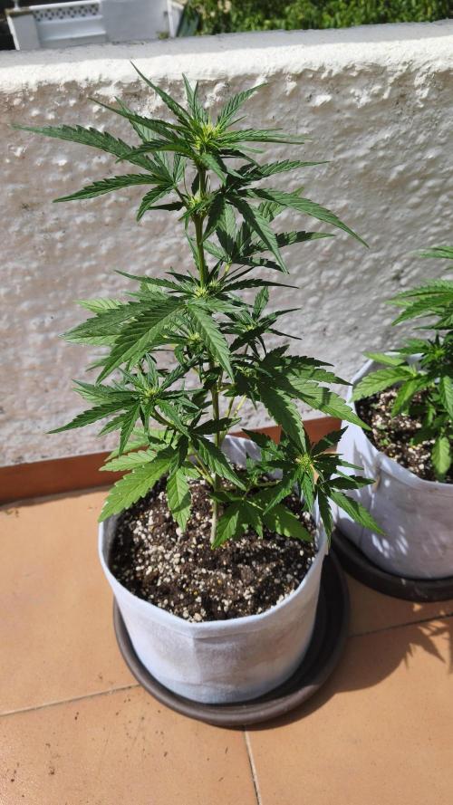 Creamzilla Auto. Week 4