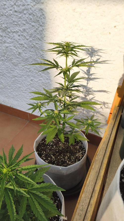 Creamzilla Auto. Week 5