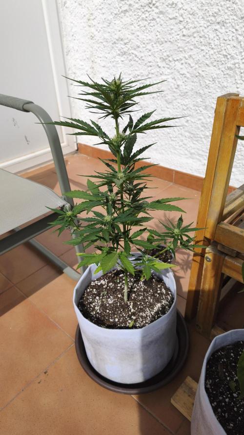Creamzilla Auto. Week 5