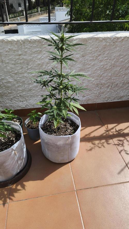 Creamzilla Auto. Week 5