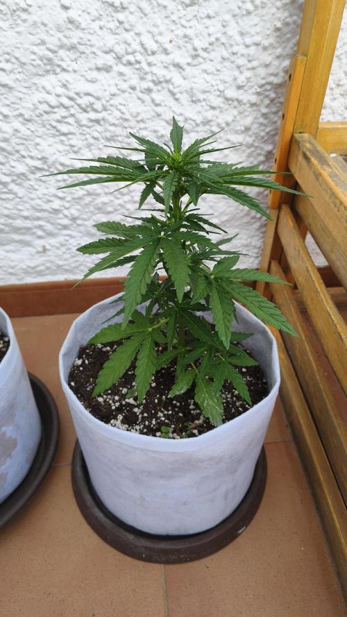 Medikit CBD Auto. Week 5