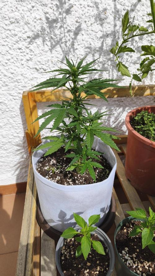 Medikit CBD Auto. Week 5