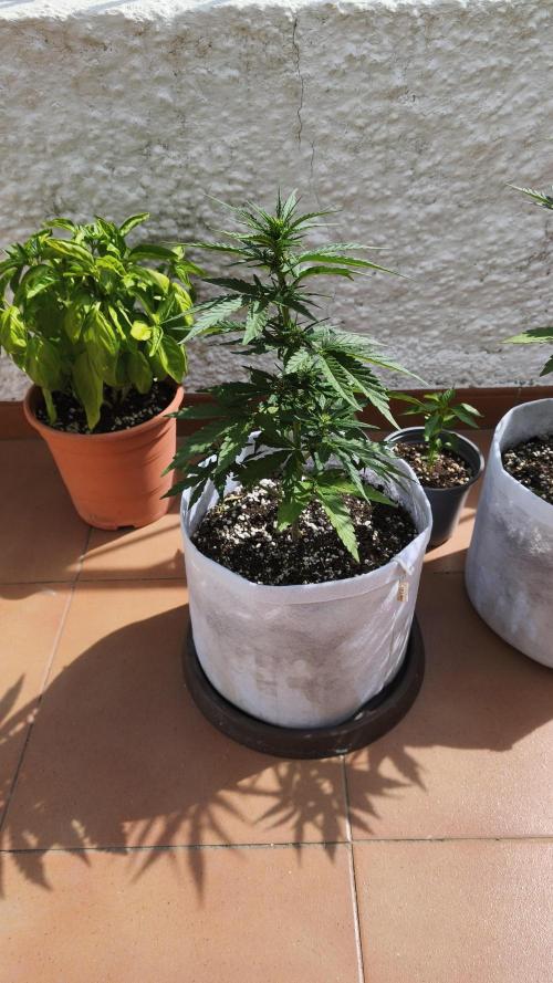 Medikit CBD Auto. Week 5