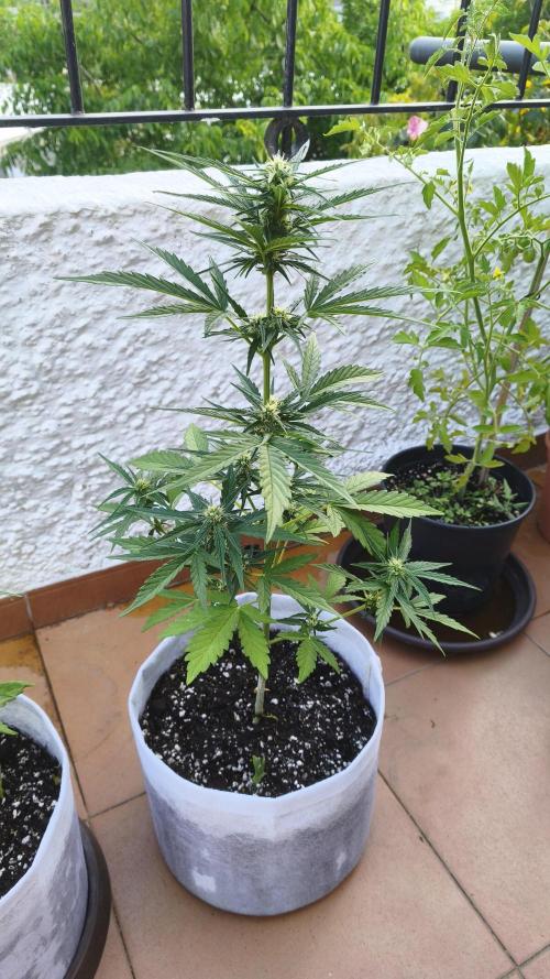 Creamzilla Auto. Week 6