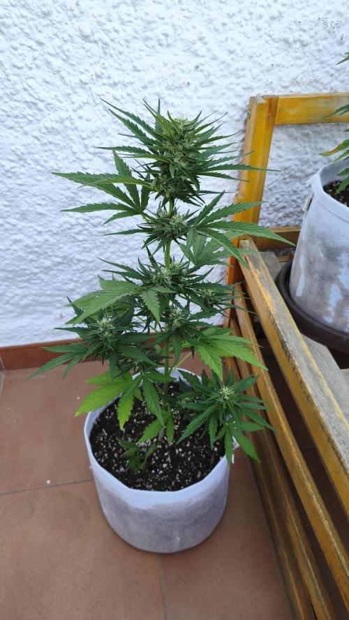 Creamzilla Auto. Week 6