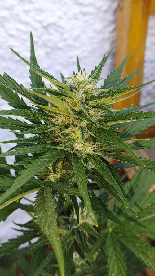 Creamzilla Auto. Week 6
