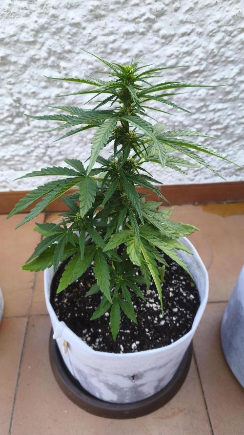 Medikit CBD Auto. Week 6