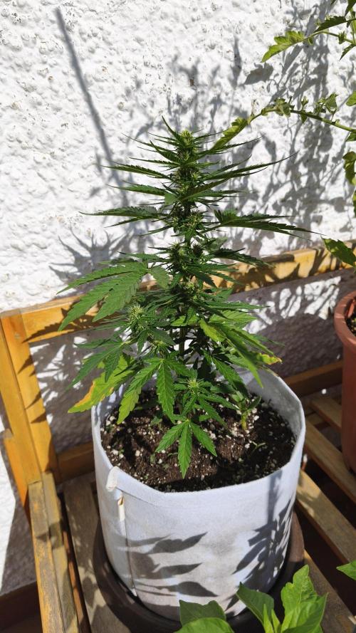 Medikit CBD Auto. Week 6