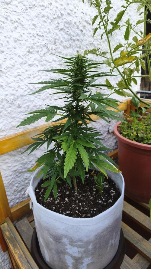Medikit CBD Auto. Week 6