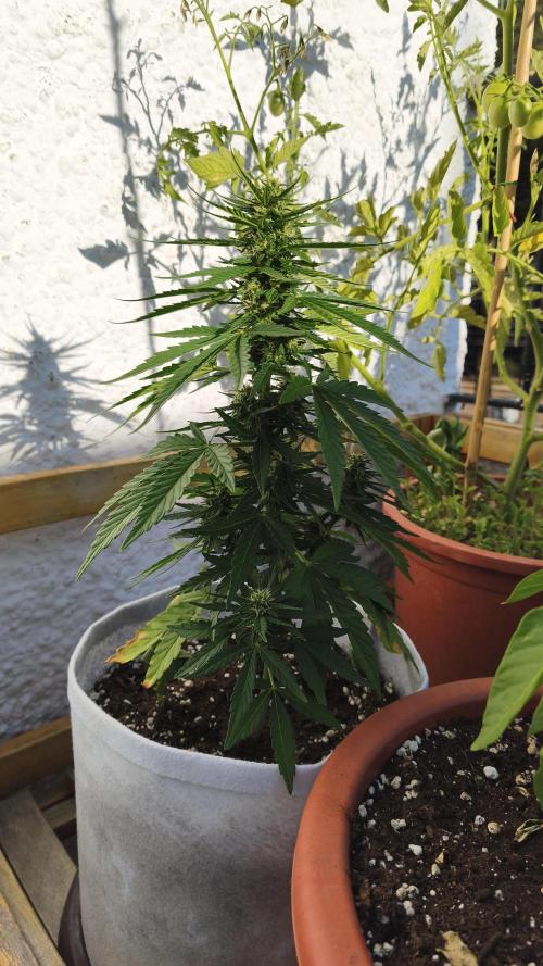 Medikit CBD Auto. Week 7