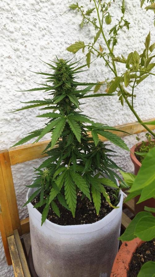 Medikit CBD Auto. Week 7