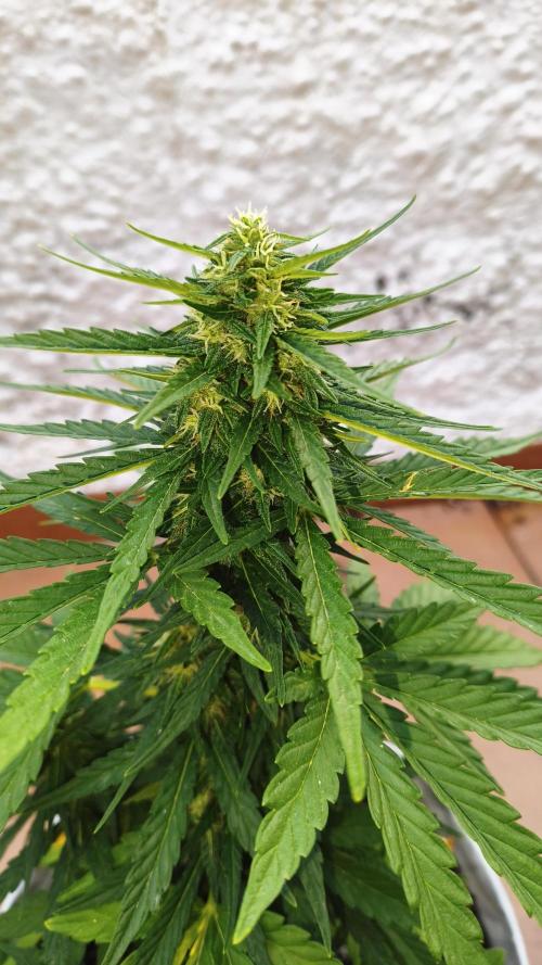 Medikit CBD Auto. Week 7