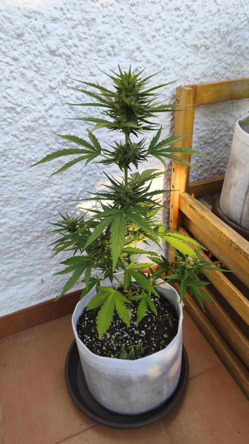 Creamzilla Auto. Week 7