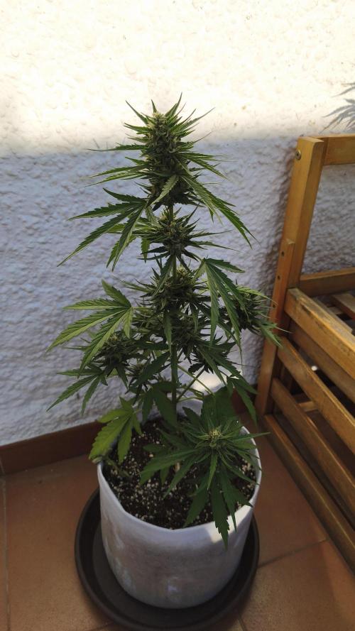 Creamzilla Auto. Week 7