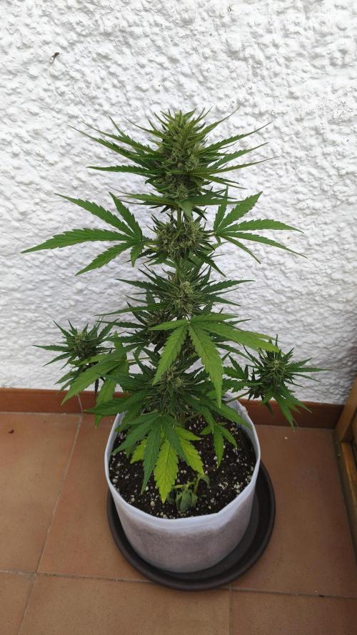 Creamzilla Auto. Week 7