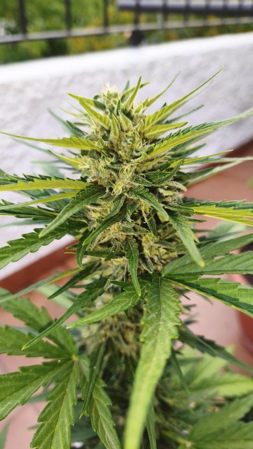 Creamzilla Auto. Week 7