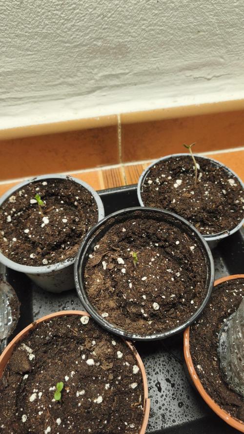 Fast Eddy Automatic CBD. Week 0