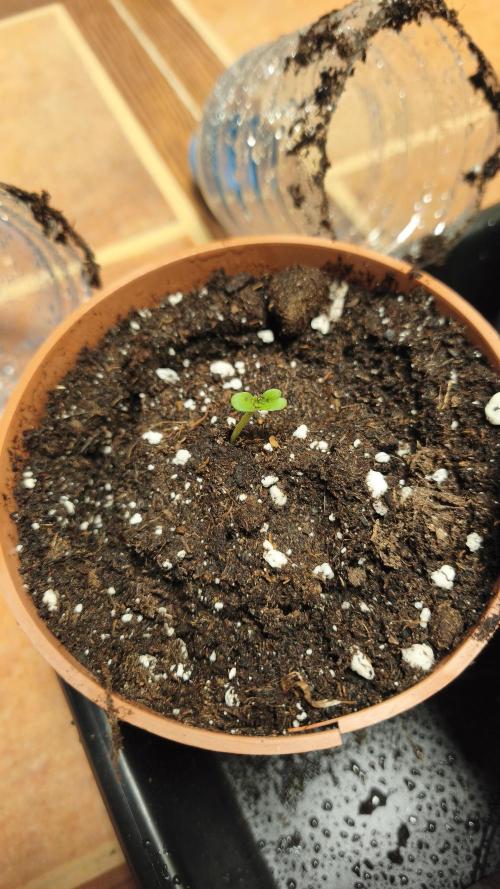 CBD Auto 20:1. Week 0