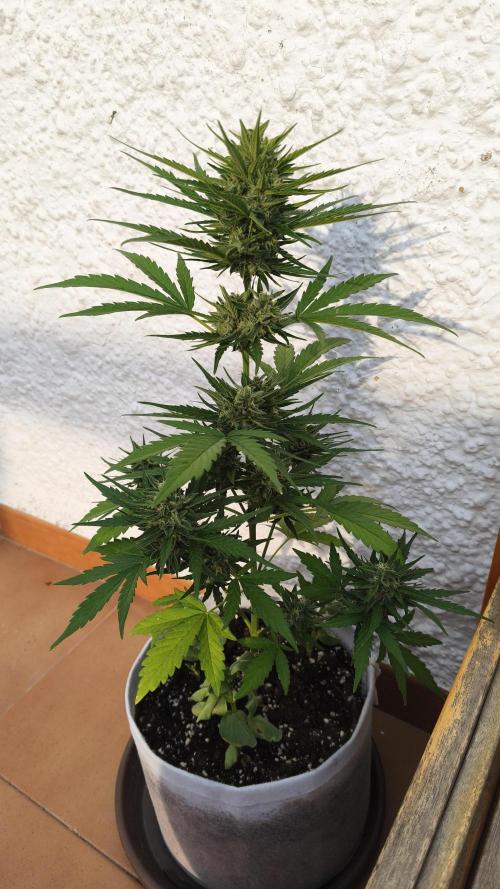 Creamzilla Auto. Week 8