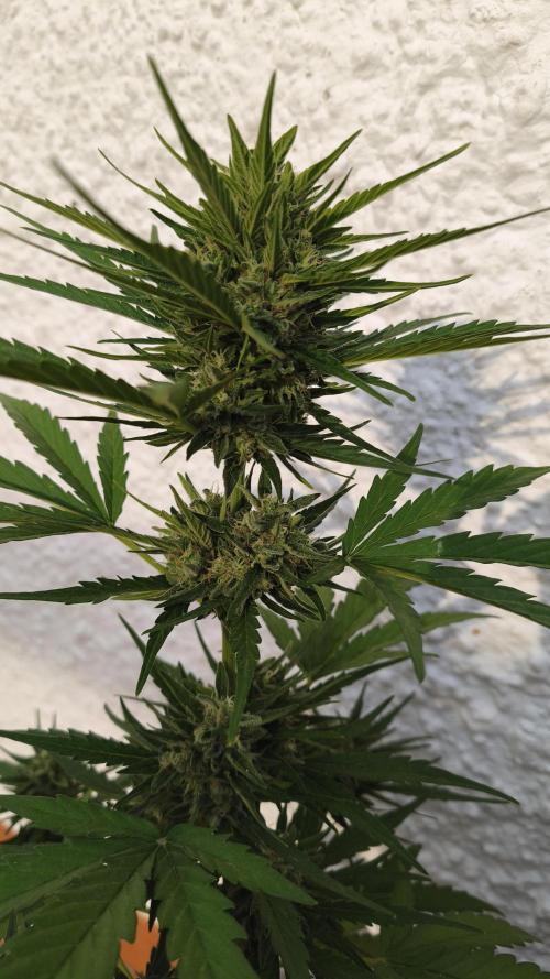 Creamzilla Auto. Week 8