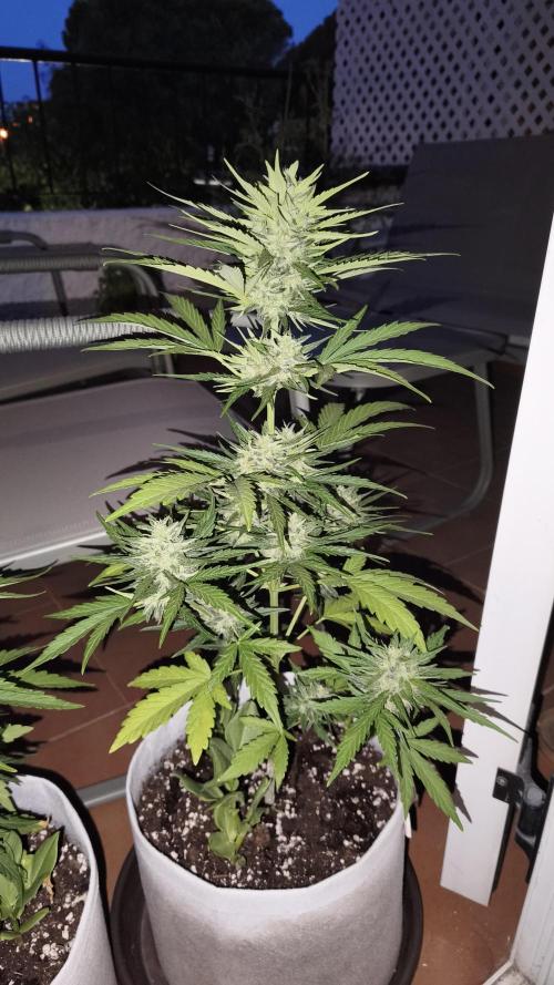 Creamzilla Auto. Week 8