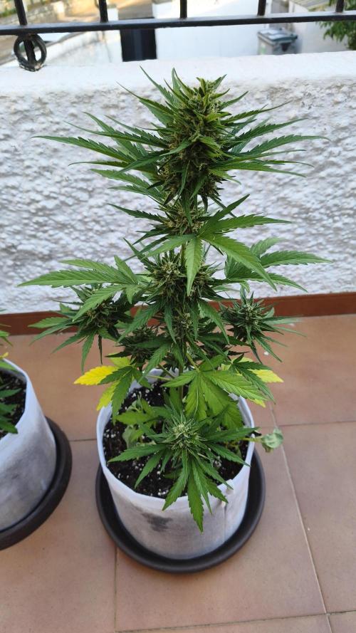 Creamzilla Auto. Week 8