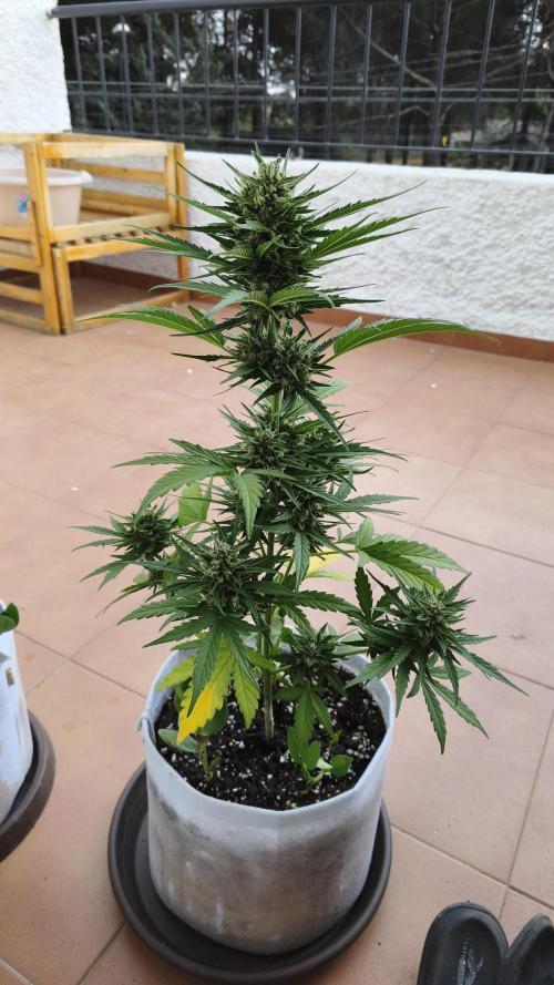 Creamzilla Auto. Week 8