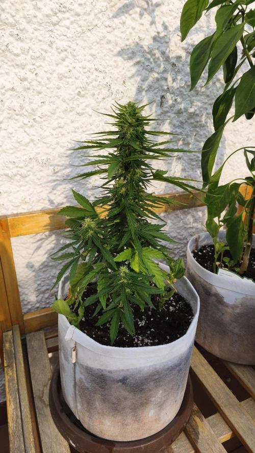Medikit CBD Auto. Week 8
