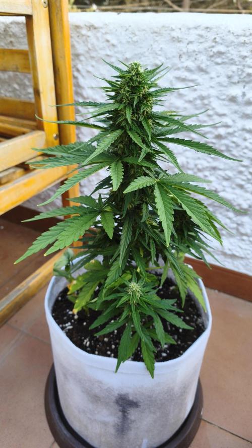 Medikit CBD Auto. Week 8