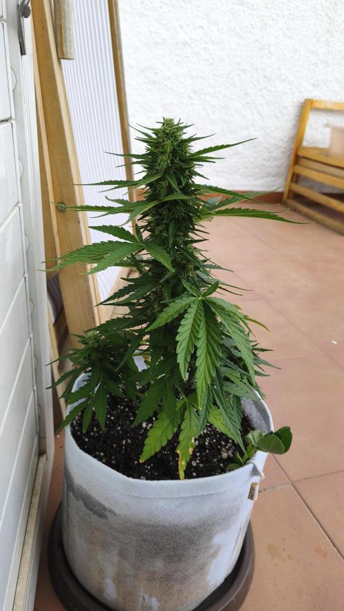 Medikit Auto . Week 8