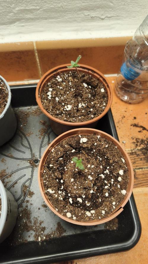 CBD Auto 20:1. Week 1