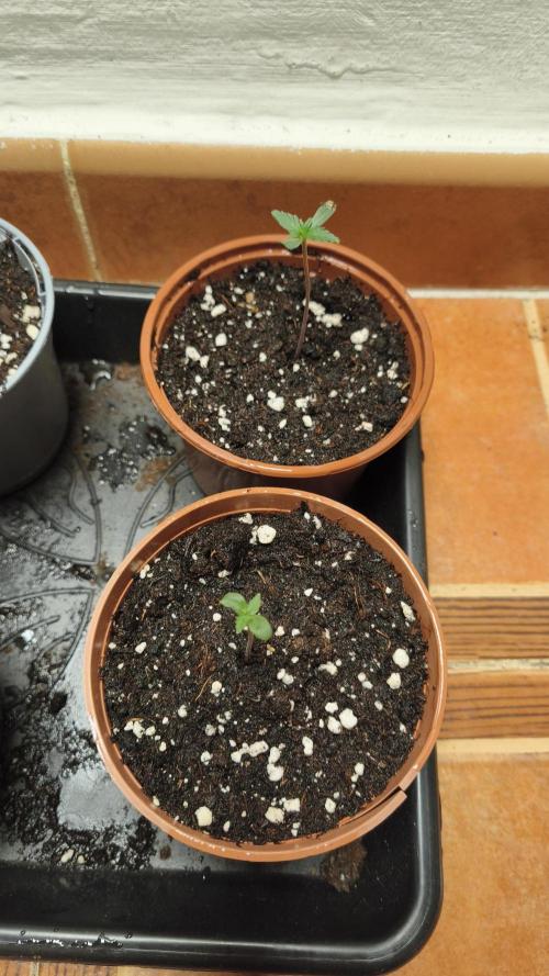 CBD Auto 20:1. Week 1