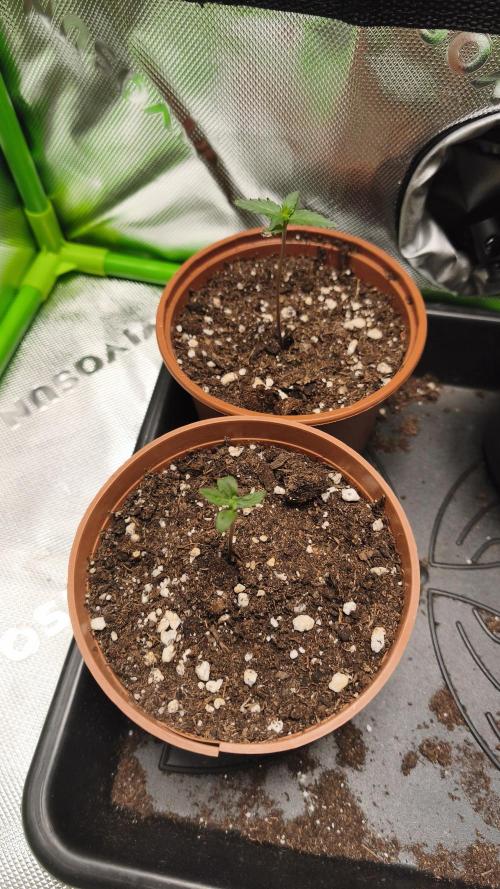 CBD Auto 20:1. Week 1