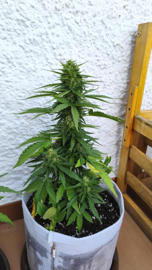 Medikit CBD Auto. Week 9