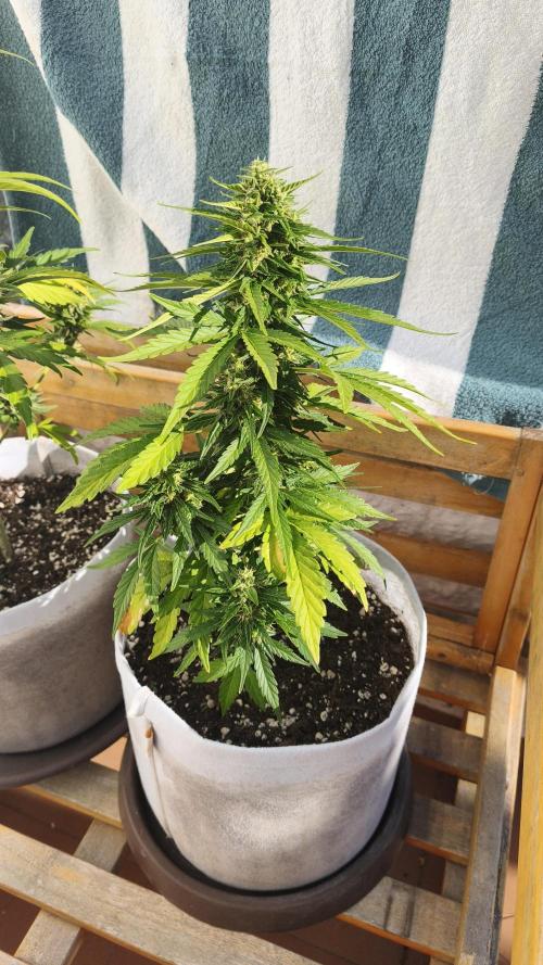 Medikit CBD Auto. Week 9