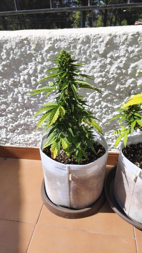 Medikit CBD Auto. Week 9