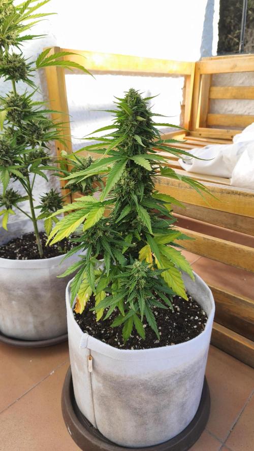 Medikit CBD Auto. Week 9